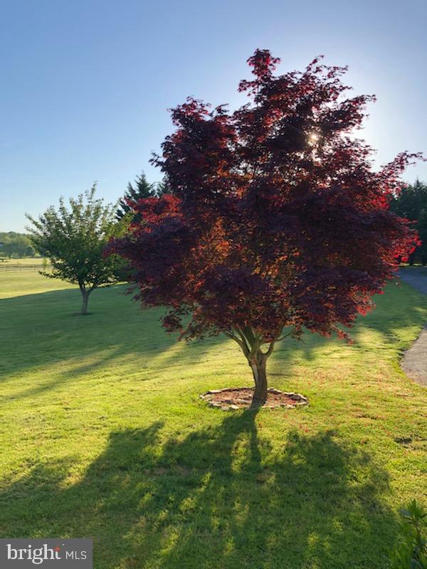 180 Clemencia Road Earleville, MD 21919 - Photo 52 of 56 Flowering trees