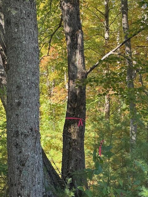 Lot 1 Oak Hill Road Smithfield, ME 04978 - Photo 16 of 23 IMG_6240