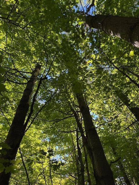 Lot 1 Oak Hill Road Smithfield, ME 04978 - Photo 3 of 23 IMG_6219