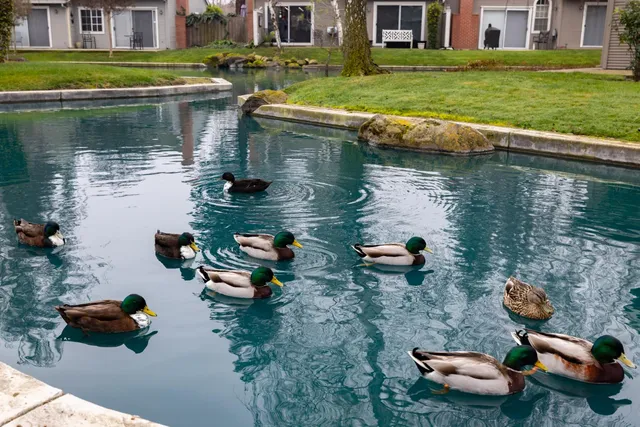 $393,000 | 5833 Morgan Place, Unit 66, Stockton, CA 95219