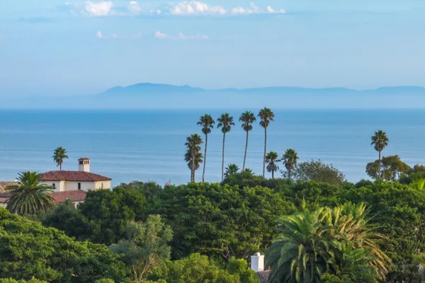 a view of a garden with plants