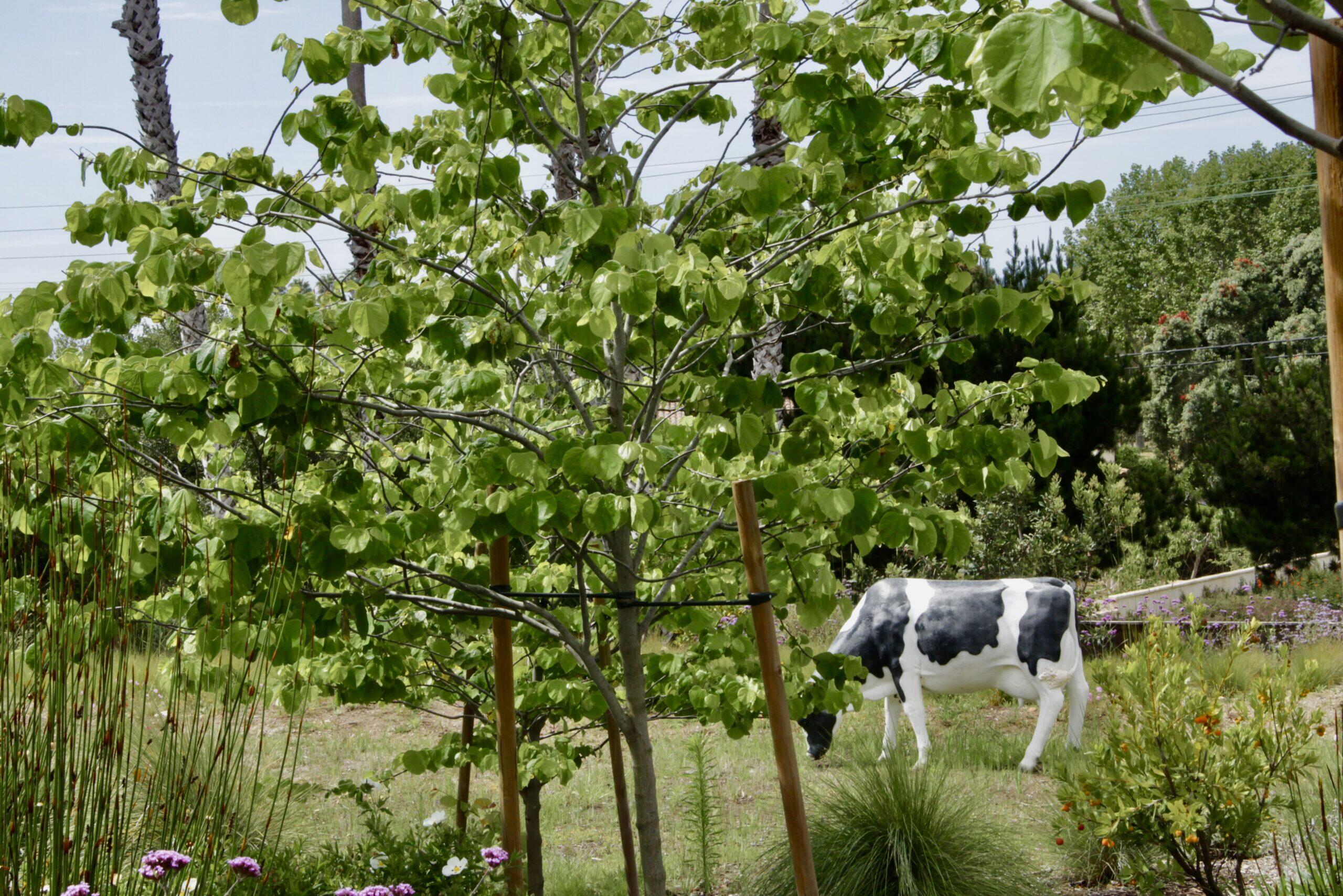 7 Yankee Farm Road Santa Barbara, CA 93109 - Photo 31 of 33 a view of a garden with plants