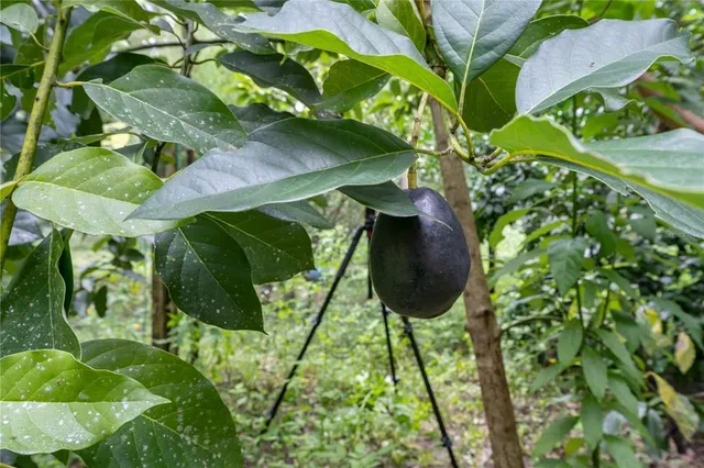 a backyard of a house with lots of green space and a fountain
