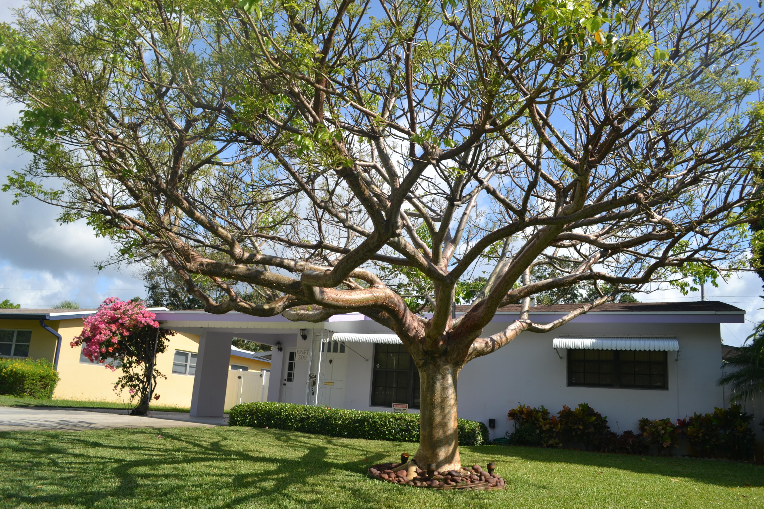 309 Southwest 3rd Street Boca Raton, FL 33432 - Photo 2 of 9 Gumbo Limbo