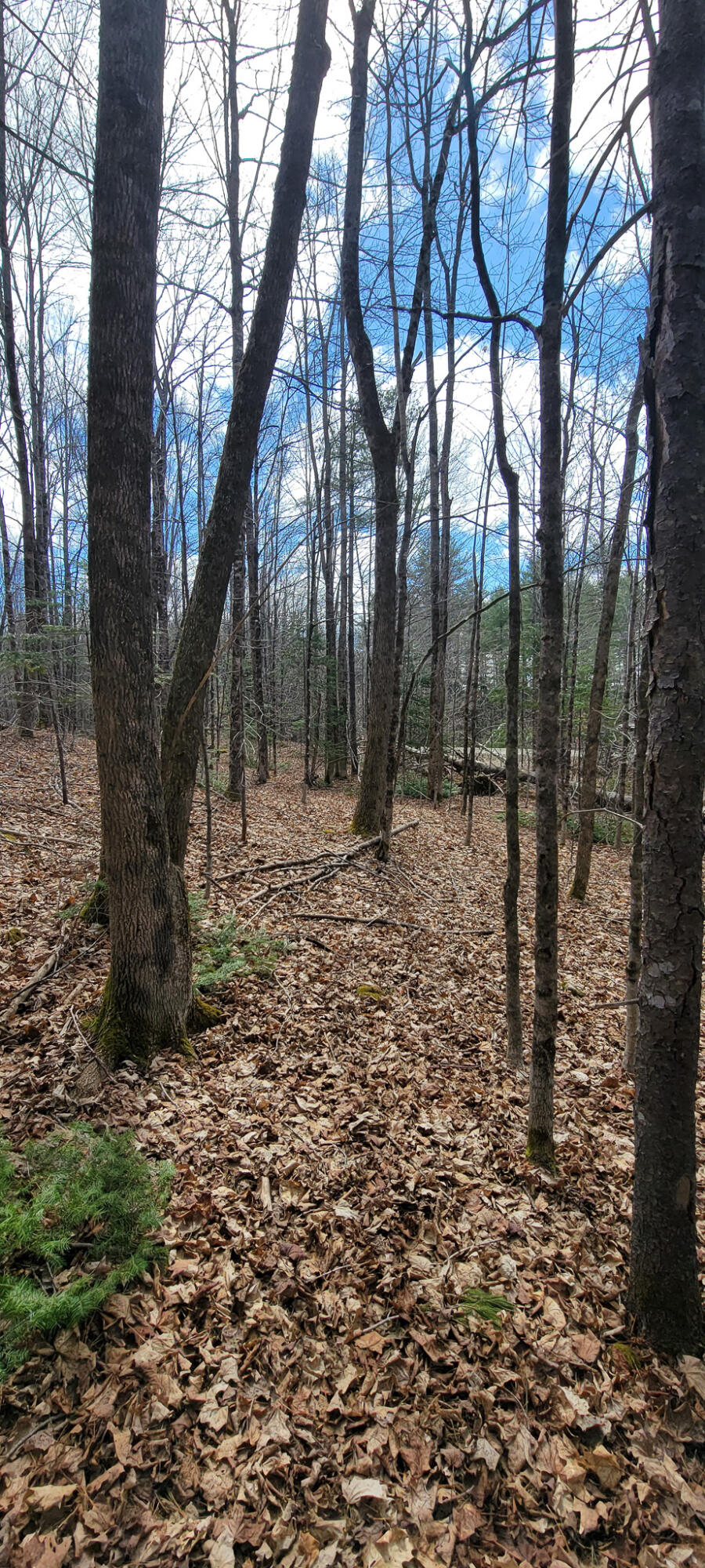 0 Borough Road Dover-Foxcroft, ME 04426 - Photo 12 of 26 20230420_112713