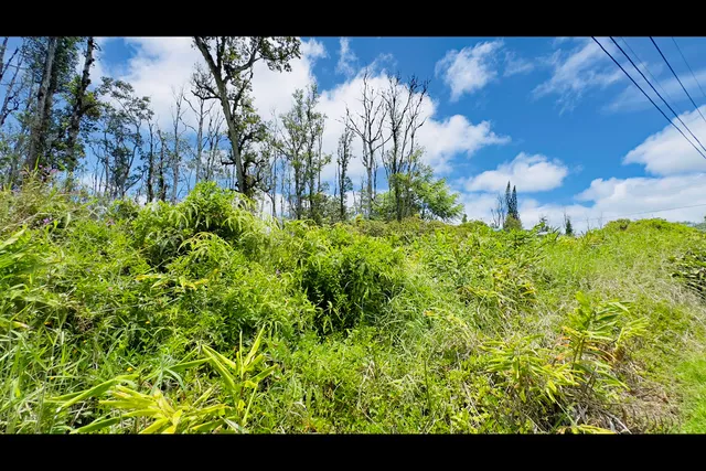 a view of a yard with plants