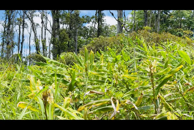 a view of a yard with small plants