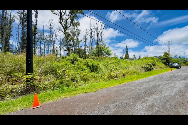a view of a garden with a tree