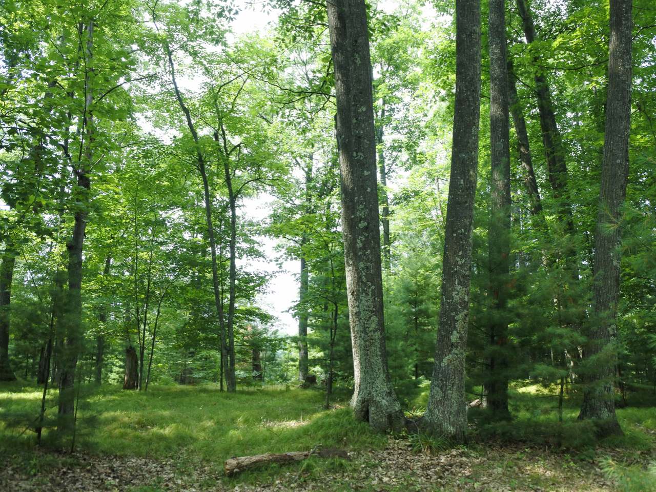 Lot A Egtvedt Road Woodruff, WI 54568 - Photo 4 of 30 Gallery Image 4