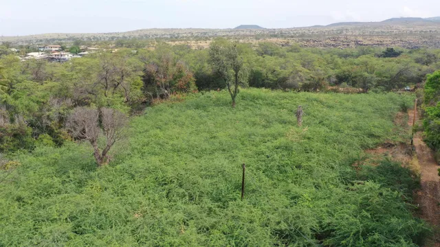 a view of a lush green forest with lush green forest