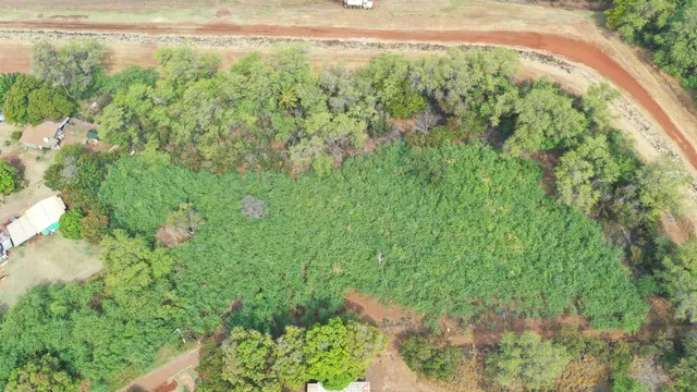 a close up of a plant in a garden