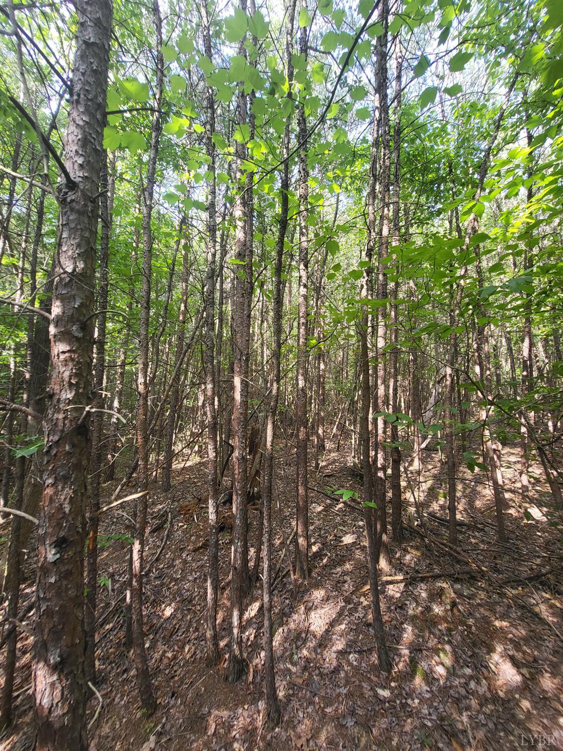 0 Wheelers Spring Road Pamplin, VA 23958 - Photo 5 of 7 Gallery Image 5