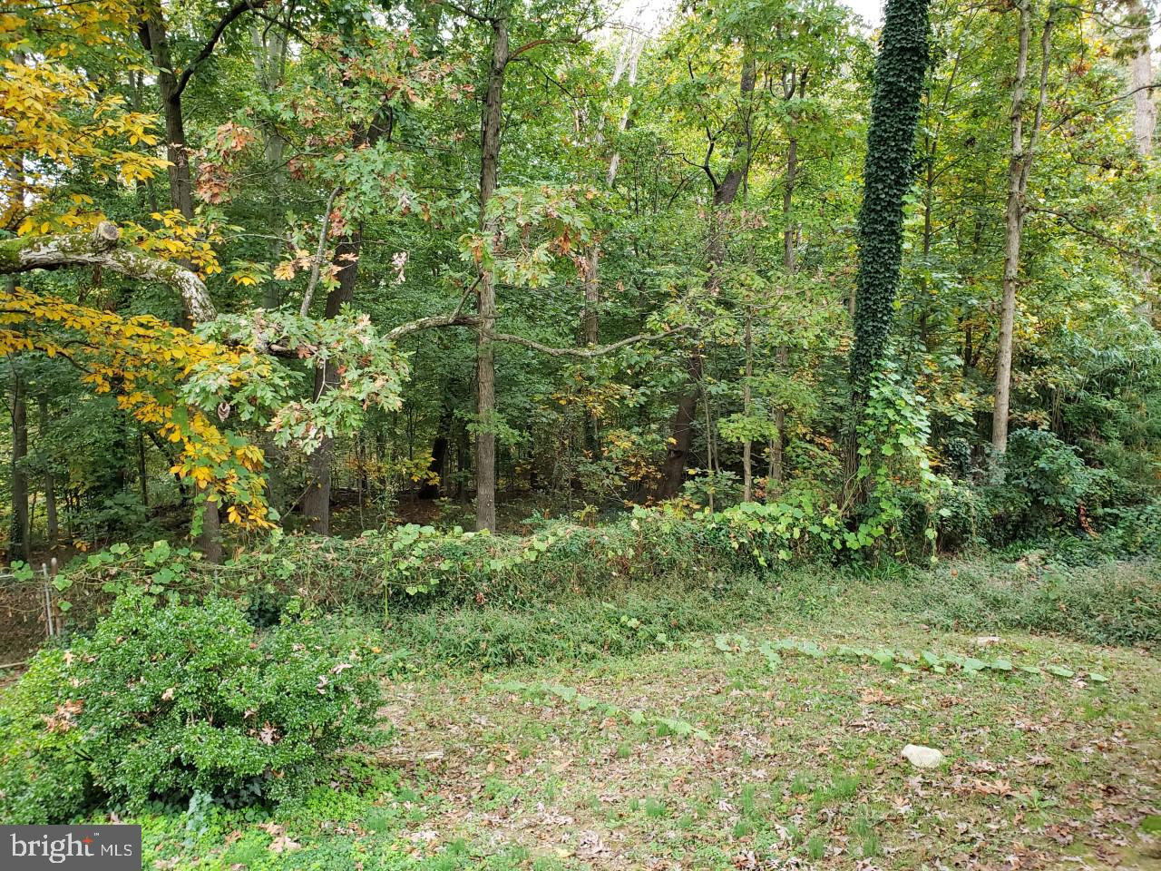 6909 Quander Road Alexandria, VA 22307 - Photo 31 of 36 BACKYARD FACING WOODED PARKLAND