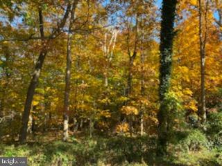 6909 Quander Road Alexandria, VA 22307 - Photo 32 of 36 VIEW OF FALL FOLIAGE FROM THE DECK