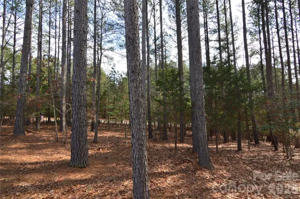 a view of a forest filled with trees