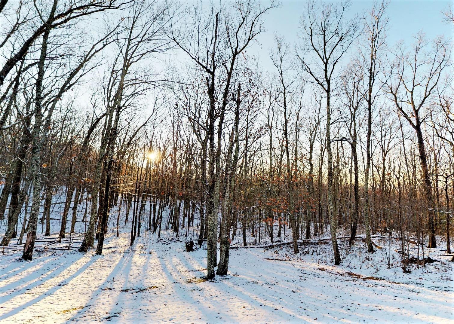 1075 Lightnen Road Parrottsville, TN 37843 - Photo 9 of 48 Winter