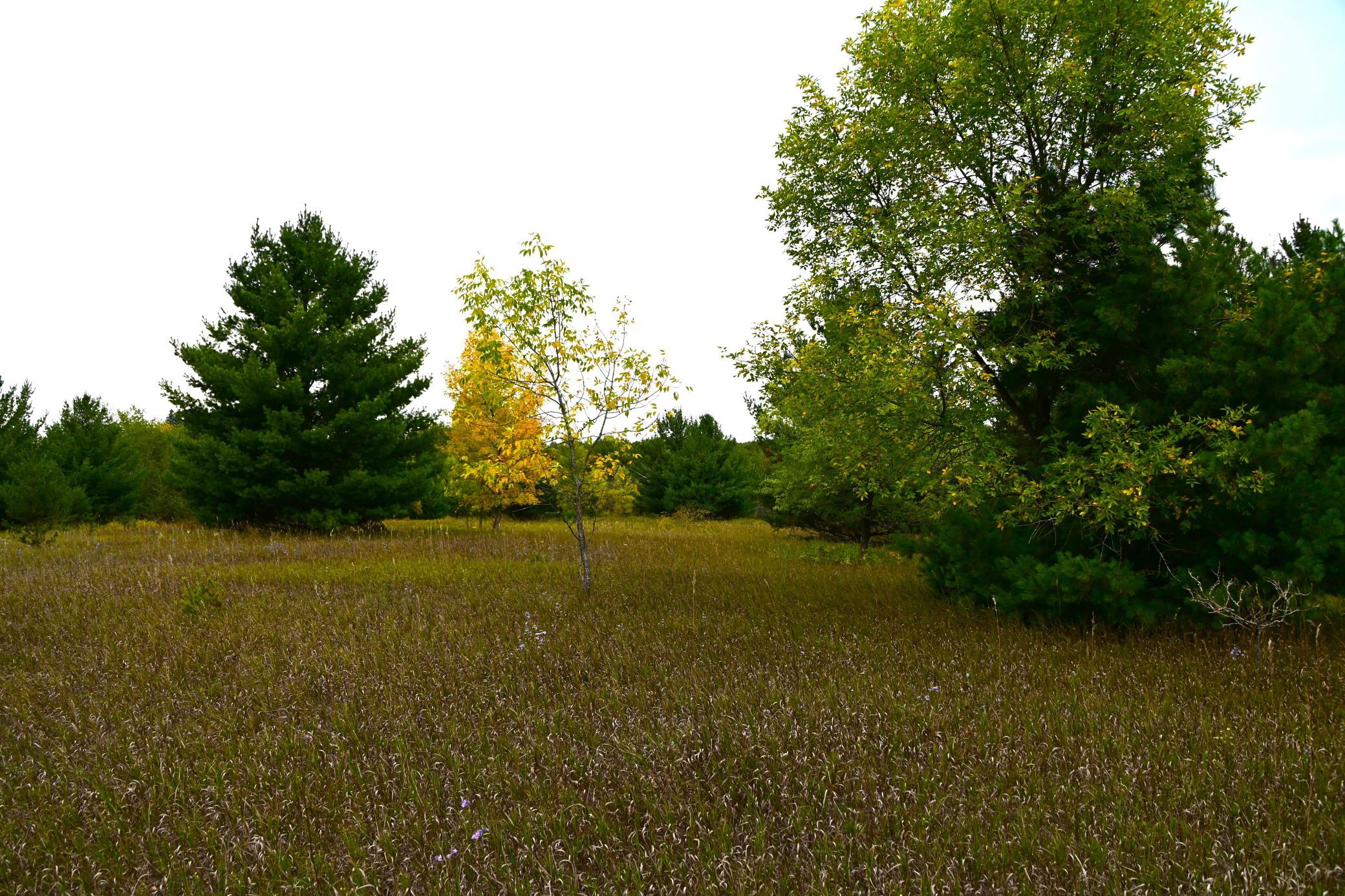 Tbd Oak Drive Browerville, MN 56438 - Photo 5 of 28