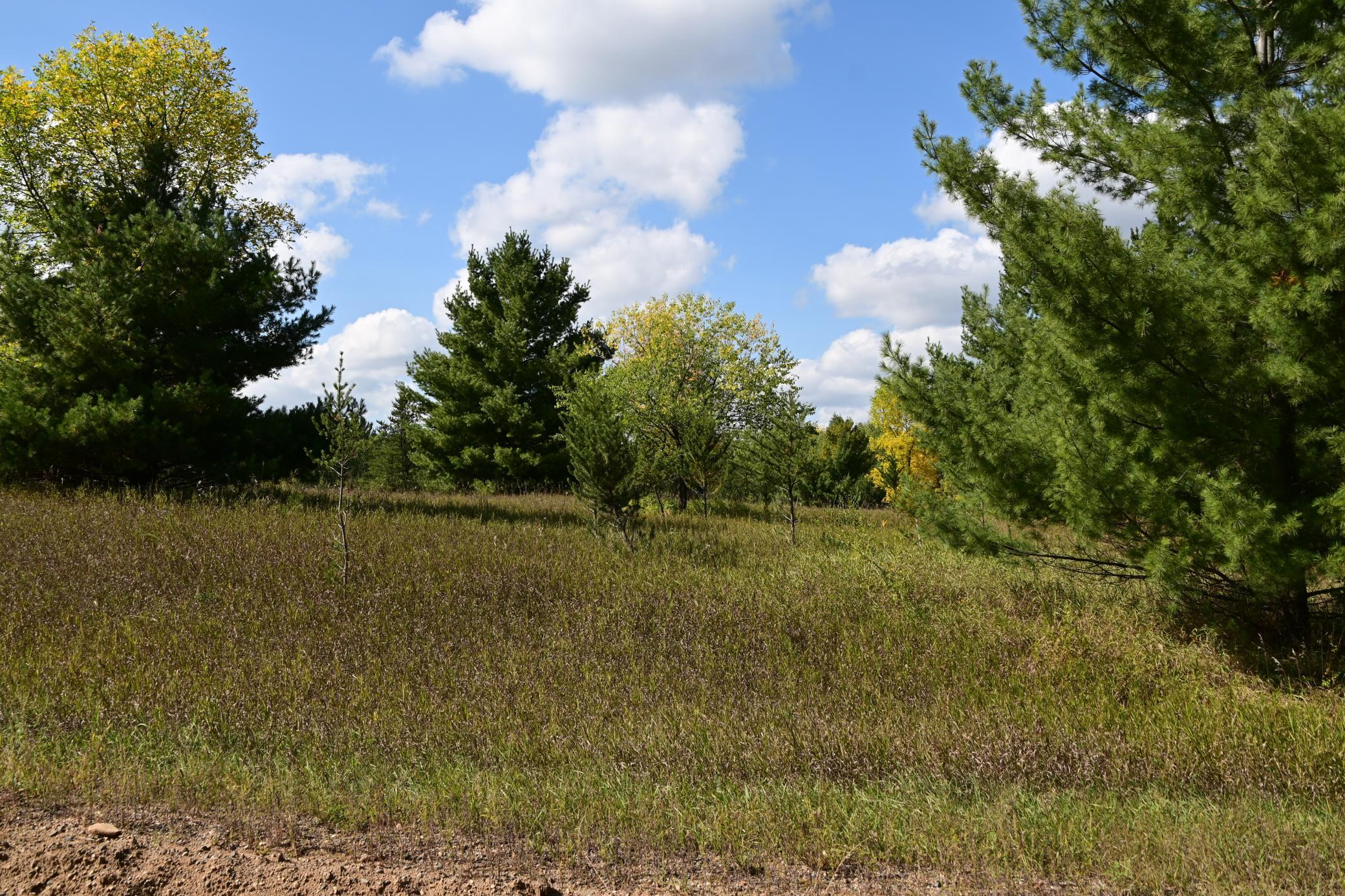 Tbd Oak Drive Browerville, MN 56438 - Photo 6 of 28