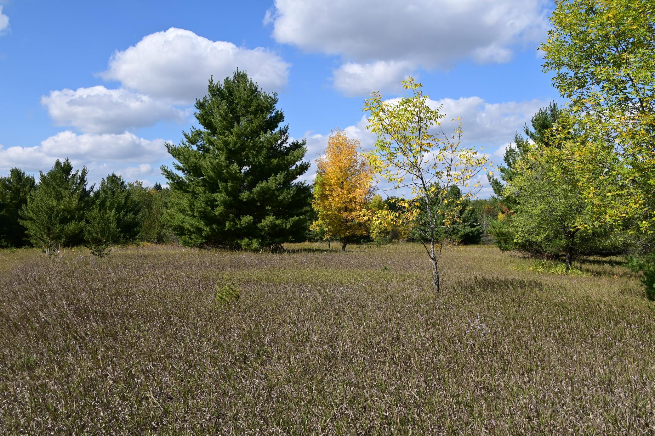 Tbd Oak Drive Browerville, MN 56438 - Photo 9 of 28