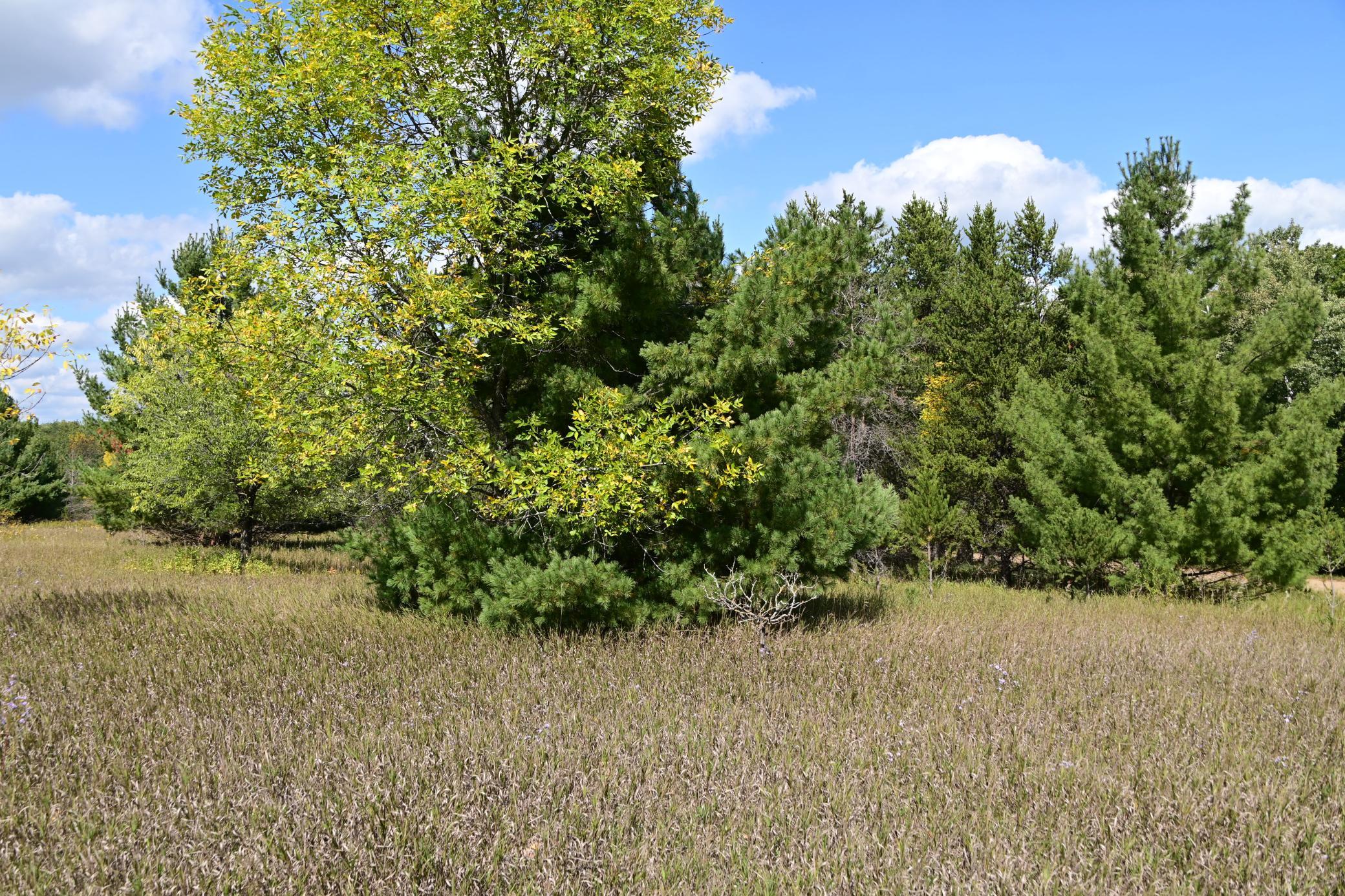 Tbd Oak Drive Browerville, MN 56438 - Photo 10 of 28