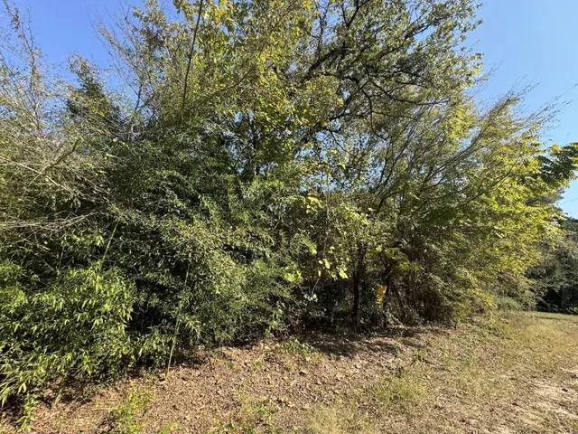a view of a yard with plants and trees
