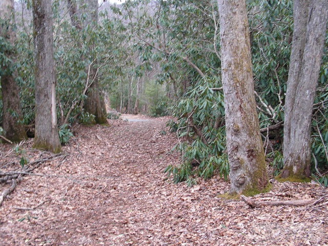 Creek Road Boone, NC 28607 - Photo 3 of 6 Gallery Image 3
