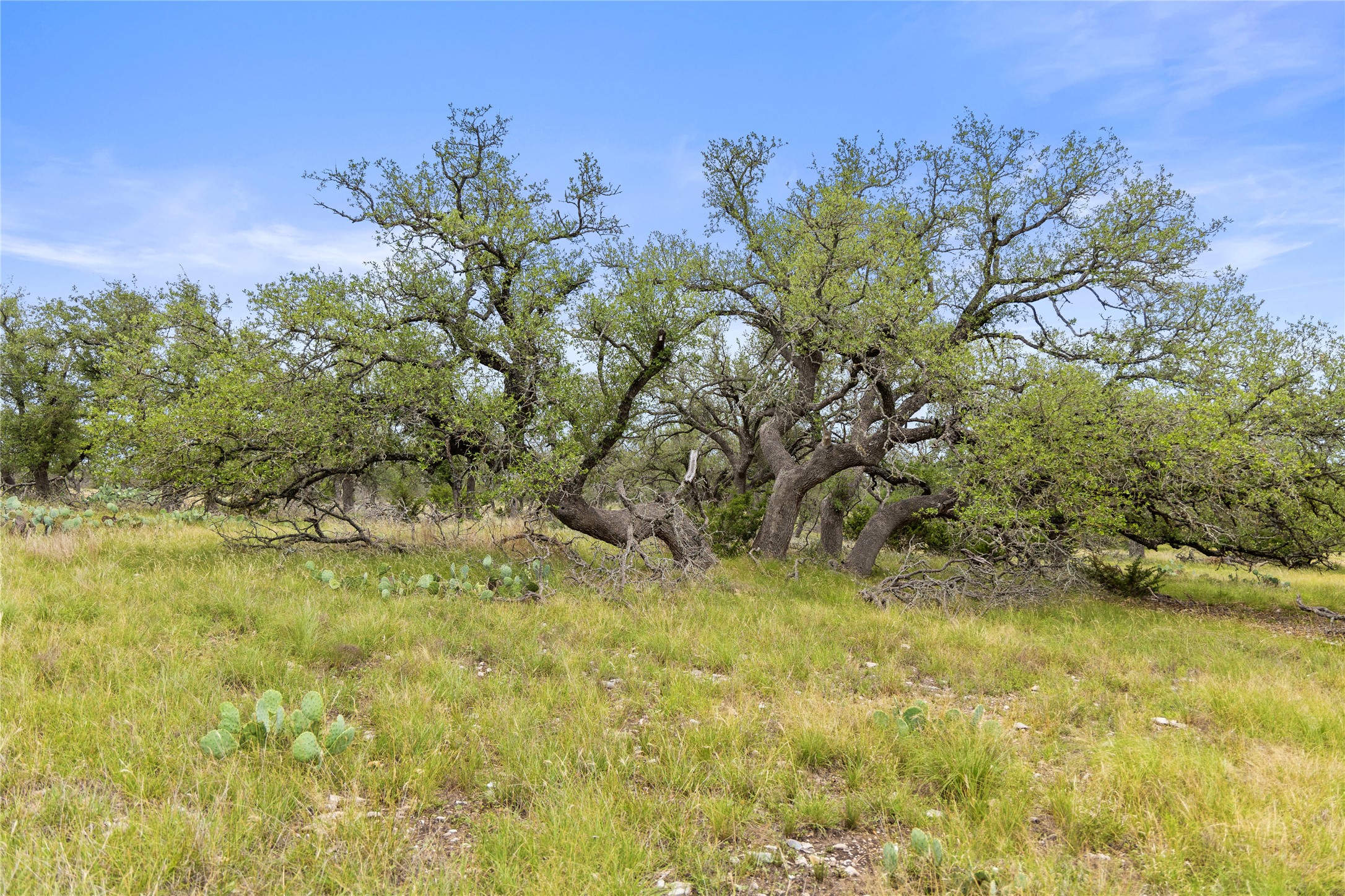 3049 Reservation Road Harper, TX 78631 - Photo 25 of 40 a view of a yard with a tree
