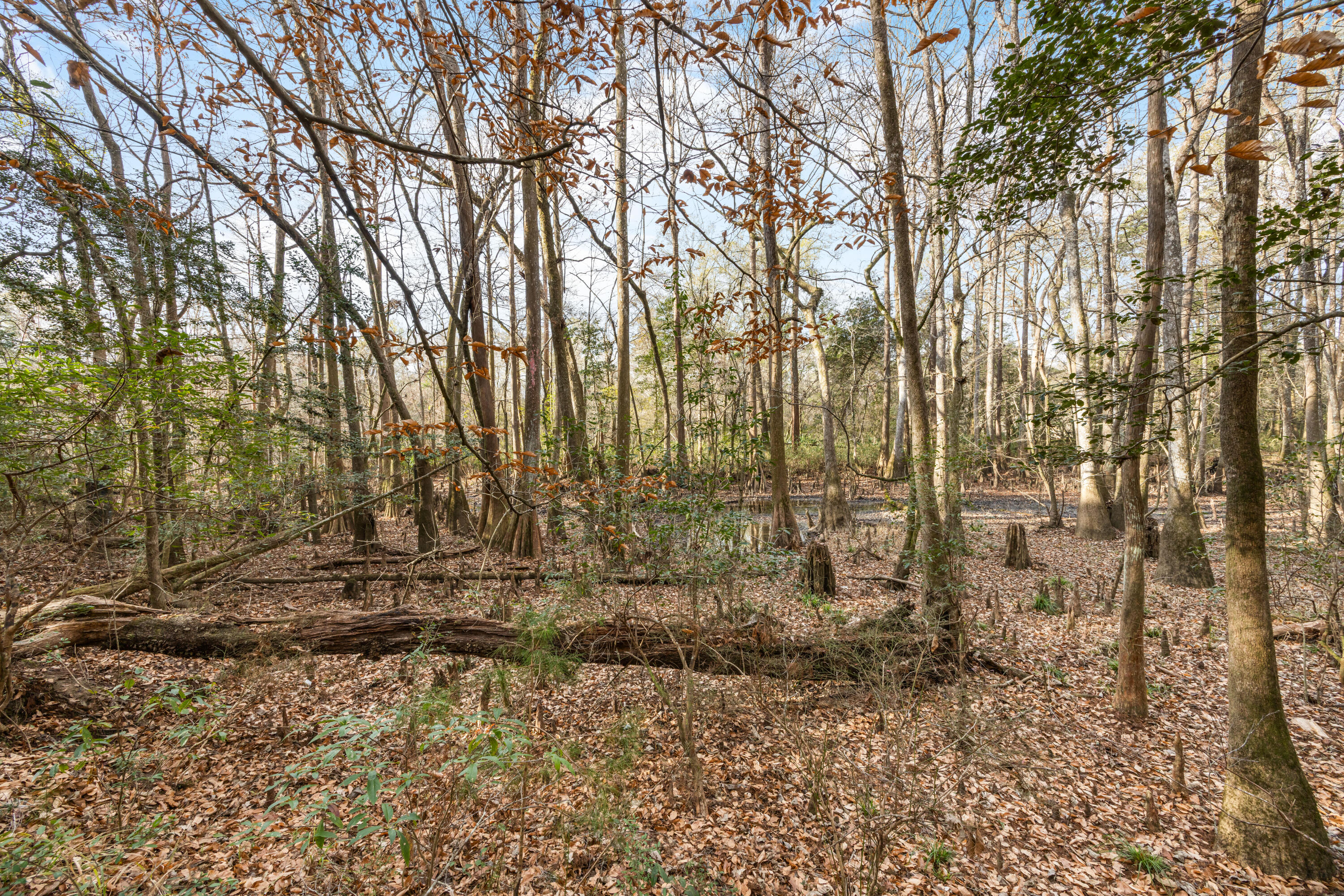 6220 River Loop Drive Crestview, FL 32536 - Photo 5 of 14 602A5154