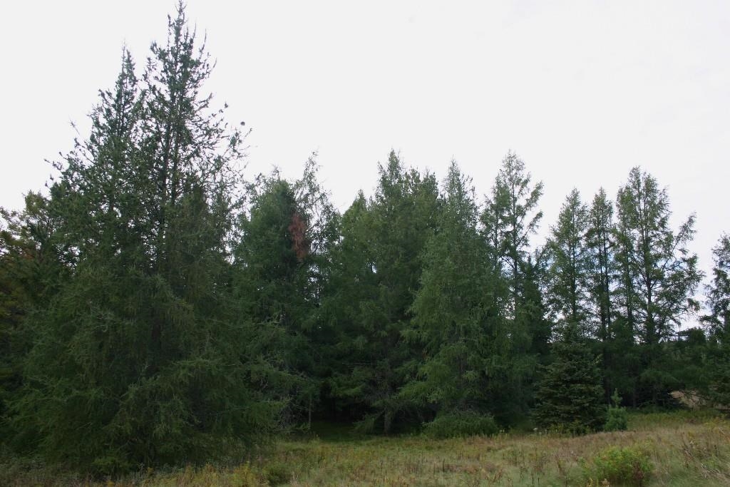 12279 Stangle Road Butternut, WI 54514 - Photo 15 of 30