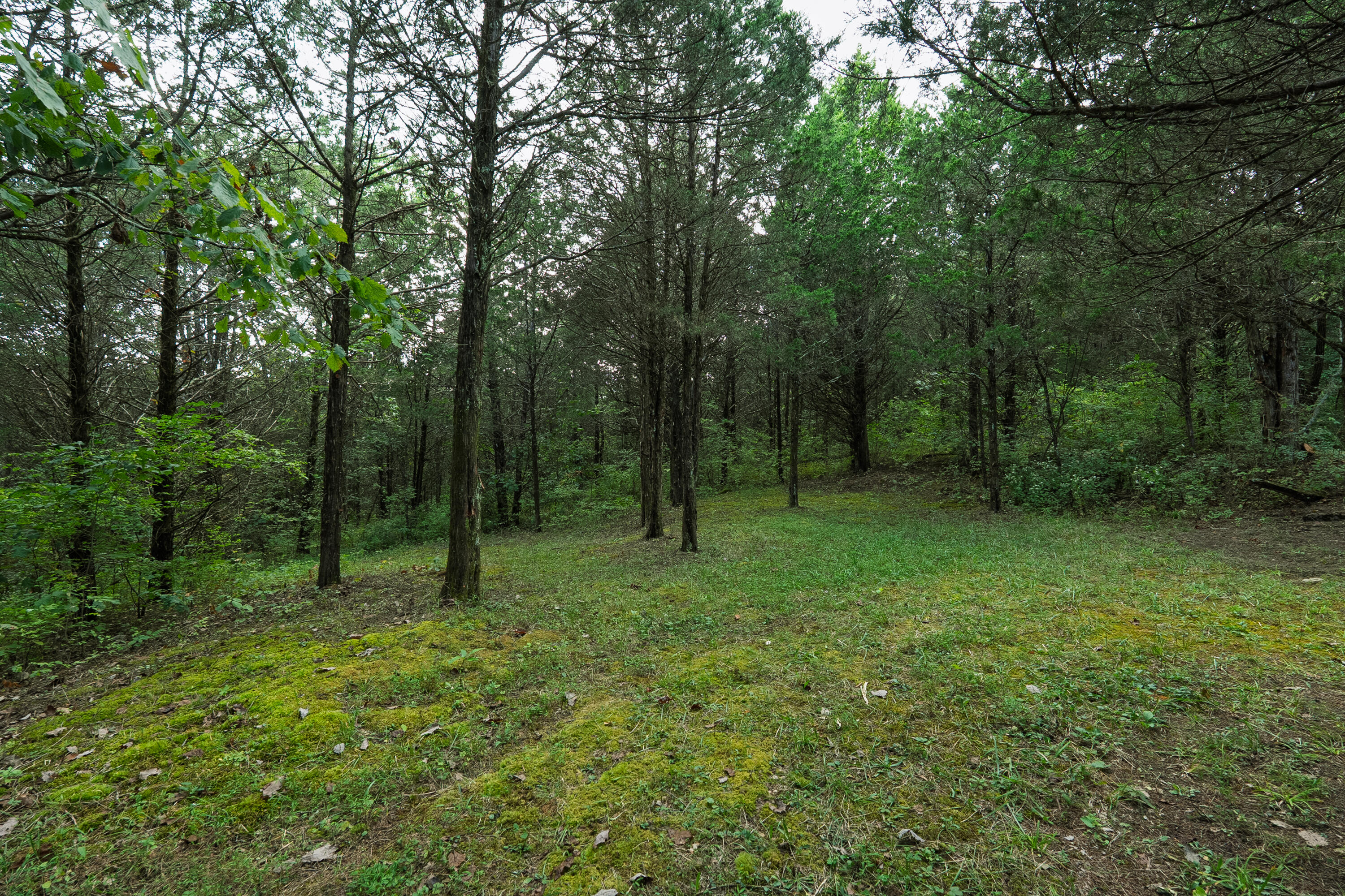 3926 Hogg Ridge Road Williamstown, KY 41097 - Photo 63 of 92 Hogg3846-12