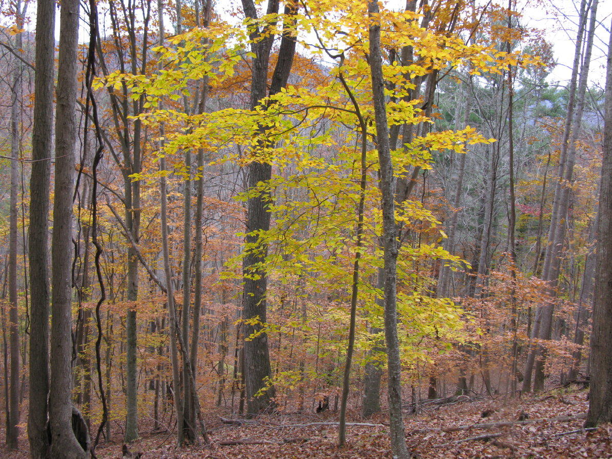 Bluestone River Road Jumping Branch, WV 25969 - Photo 9 of 14 Gallery Image 9