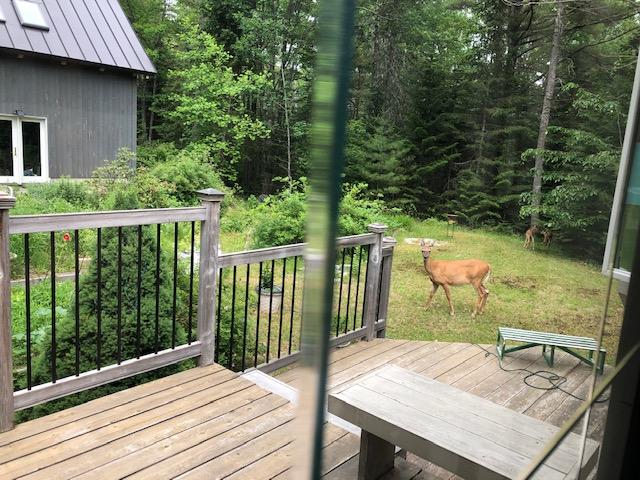 513 North Penobscot Road Penobscot, ME 04476 - Photo 40 of 47 Doe headed towards garden
