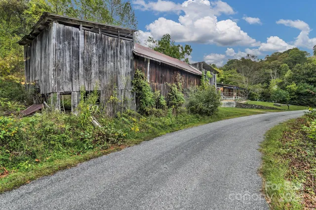 a view of a forest with a tree
