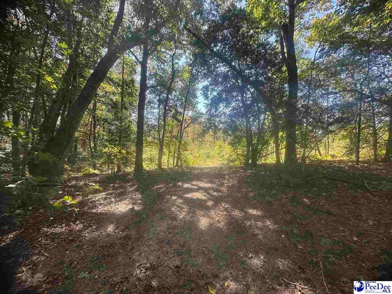 Hallelujah Road Mount Croghan, SC 29727 - Photo 4 of 5 Gallery Image 4