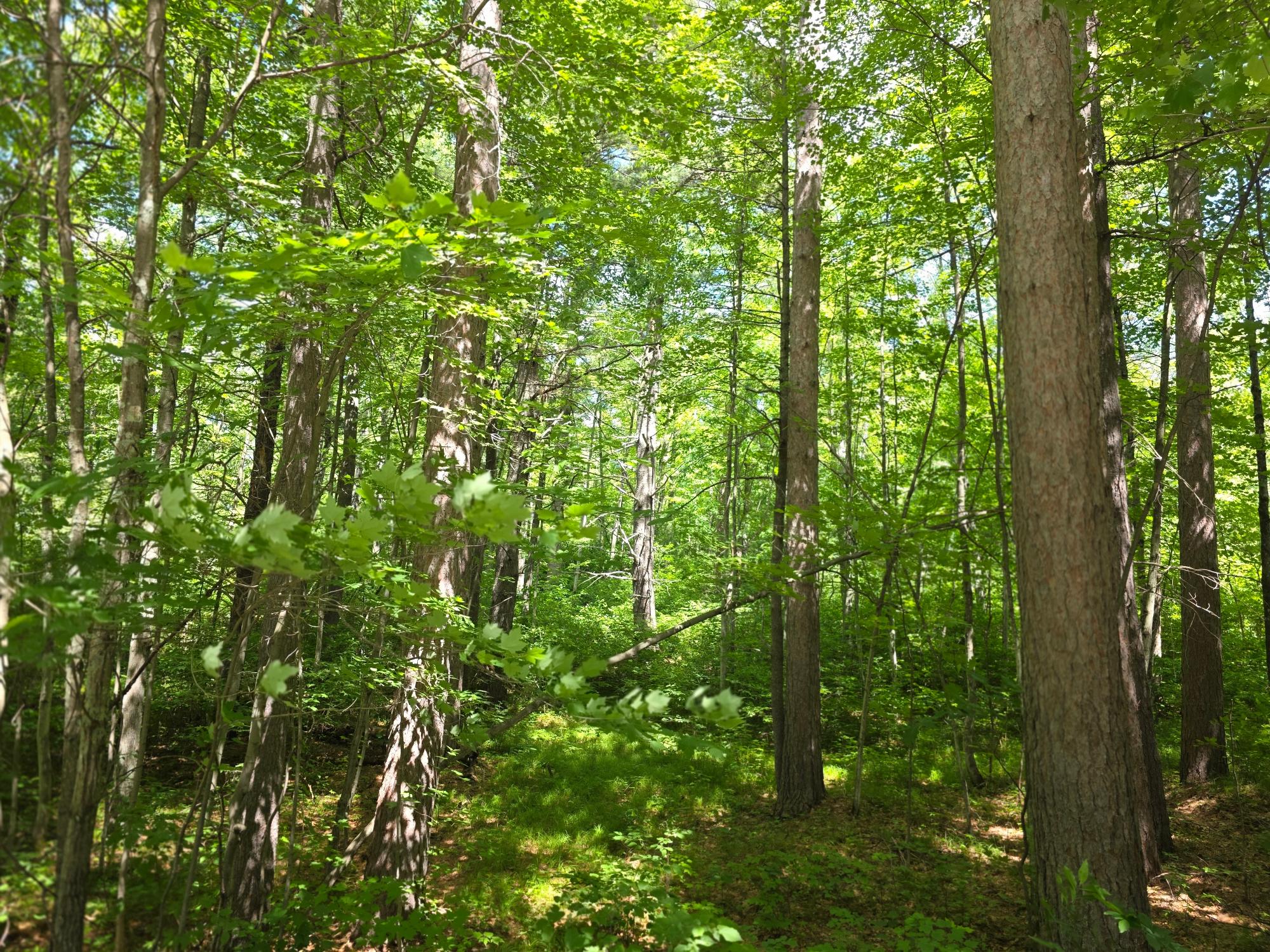 N11478 Cottage Road Tomahawk, WI 54487 - Photo 24 of 27 Gallery Image 24