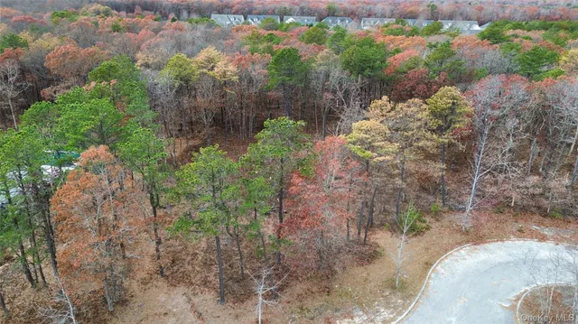 a view of a yard with plants and large trees