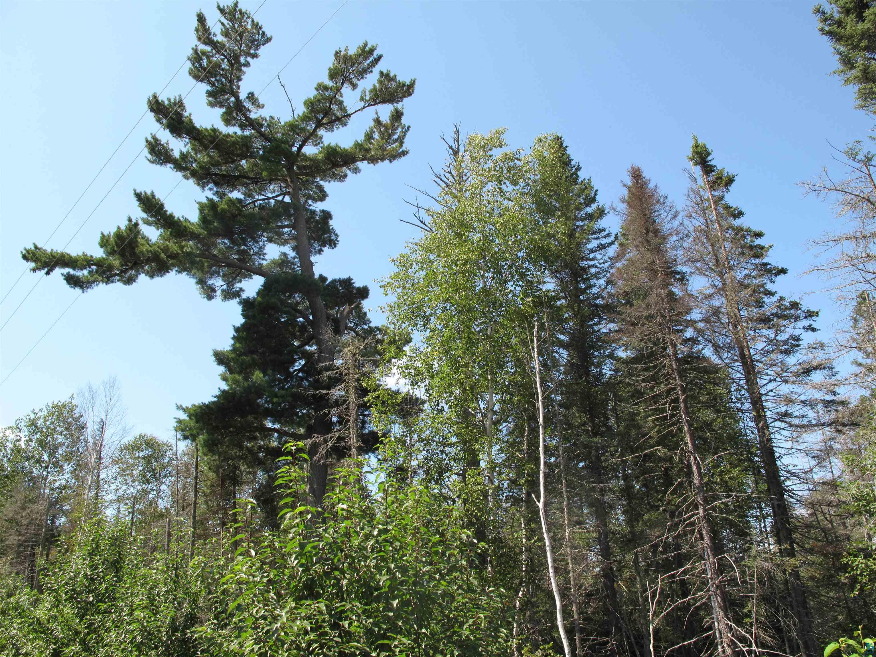 7185 State Highway 1 Finland, MN 55603 - Photo 68 of 73 Gallery Image 68