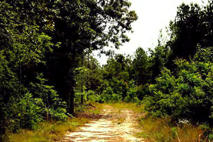 Jim Griffith Road Monticello, MS 39654 - Photo 1 of 1 Main View