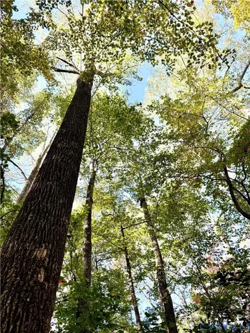 a close up of a tree