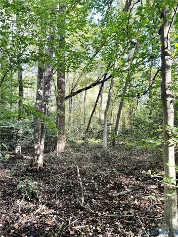 a view of a forest with trees