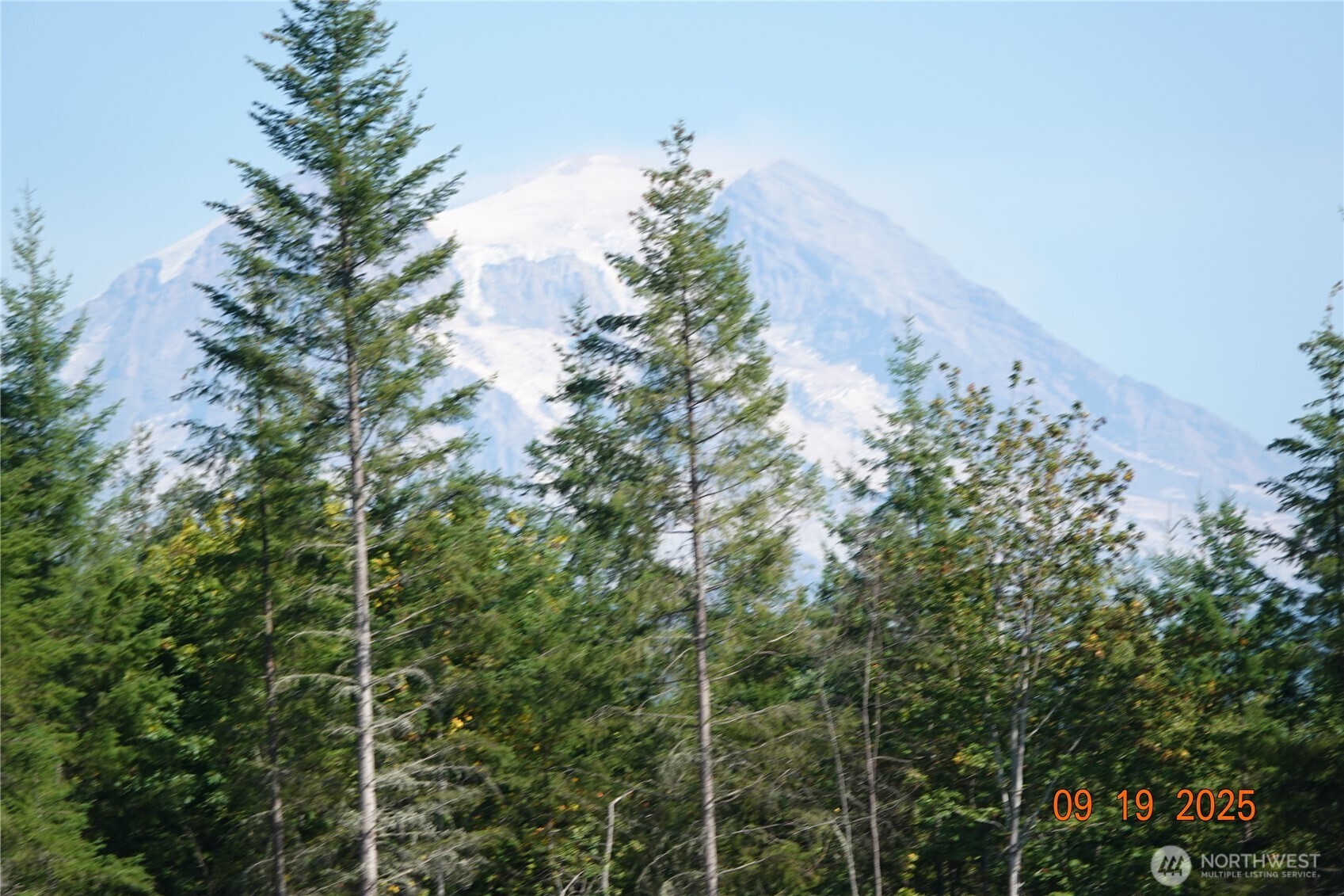10119 Eatonville Highway East Eatonville, WA 98328 - Photo 1 of 25 a close up of a plant in a garden