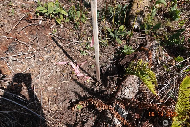 a view of a forest with trees in the background