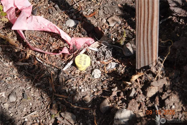 a view of a forest filled with trees