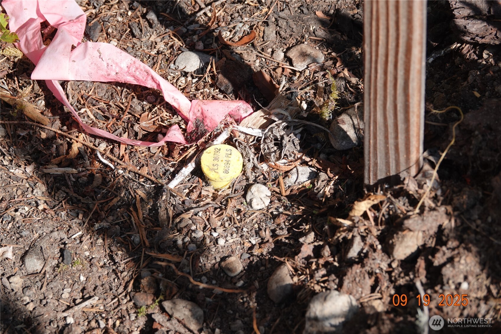 10119 Eatonville Highway East Eatonville, WA 98328 - Photo 18 of 25 a view of a tree in a backyard