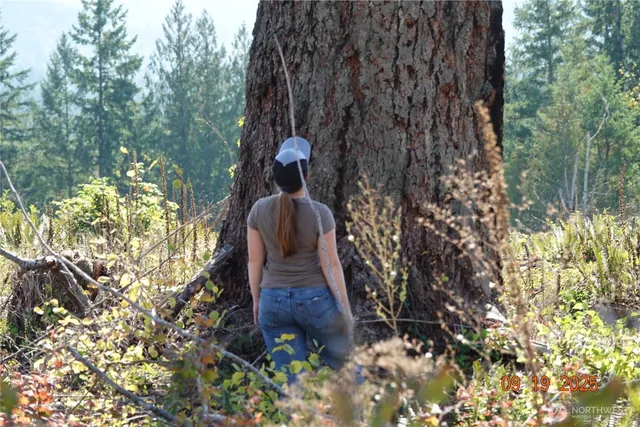 a view of an outdoor space with green field and trees