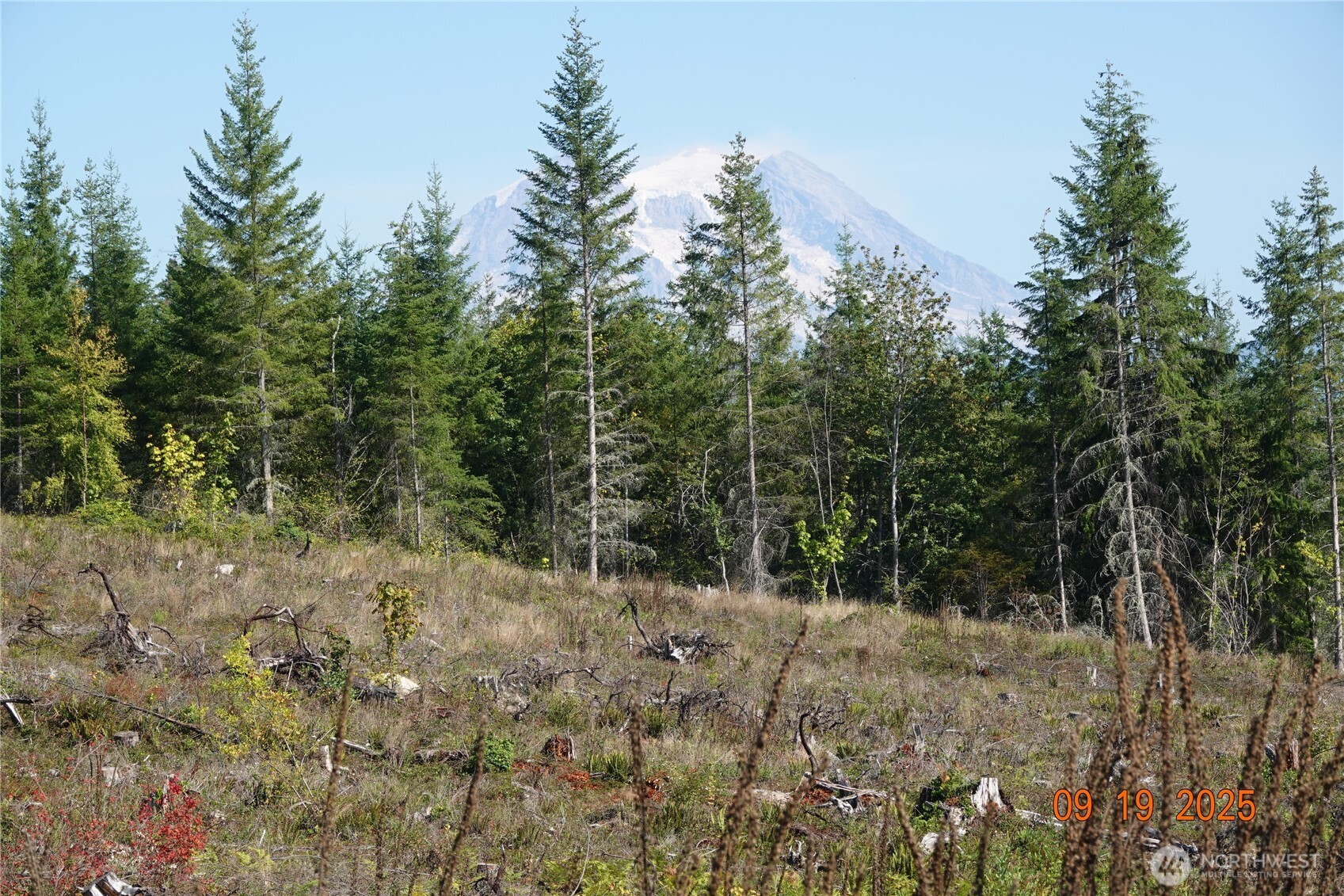 10119 Eatonville Highway East Eatonville, WA 98328 - Photo 20 of 25 a view of a forest with trees in the background