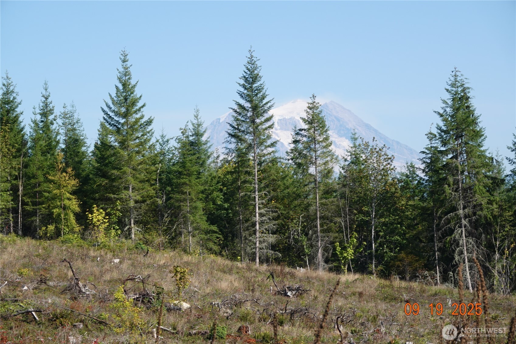 10119 Eatonville Highway East Eatonville, WA 98328 - Photo 21 of 25 a view of a forest filled with trees