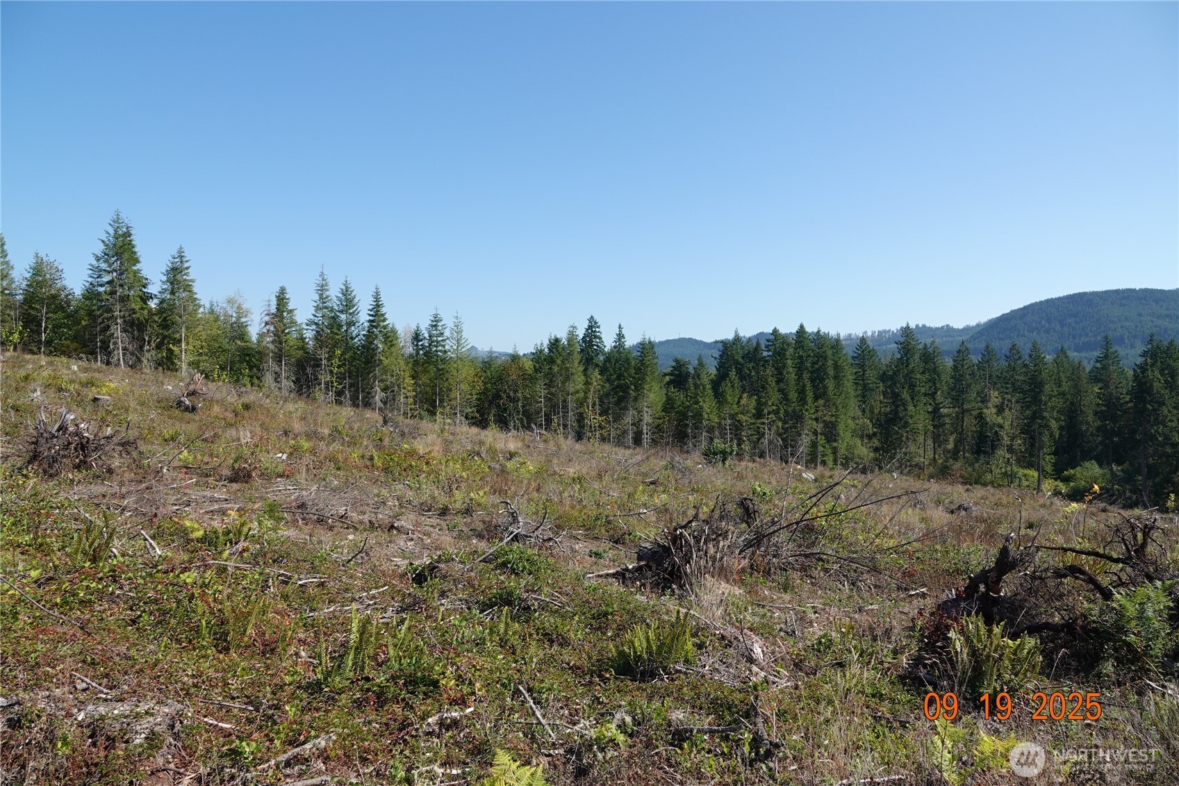 10119 Eatonville Highway East Eatonville, WA 98328 - Photo 24 of 25 a view of a forest with trees in the background