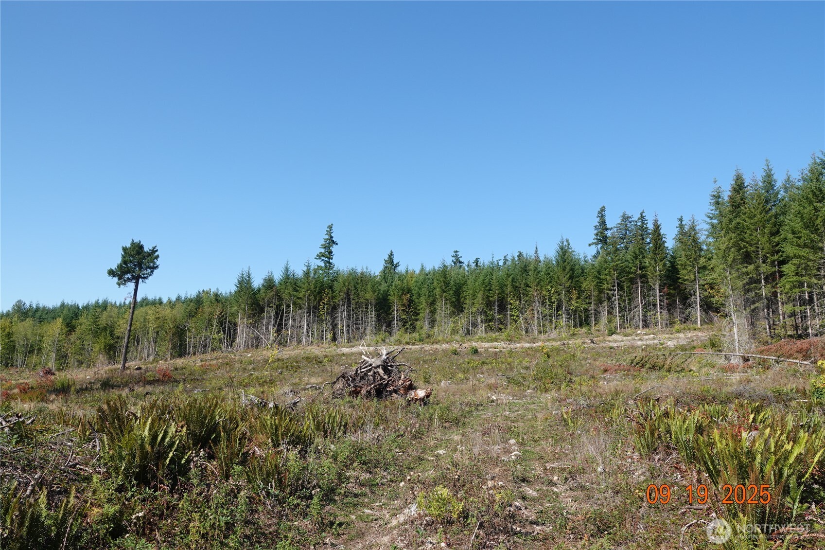 10119 Eatonville Highway East Eatonville, WA 98328 - Photo 25 of 25 a view of outdoor space with trees all around