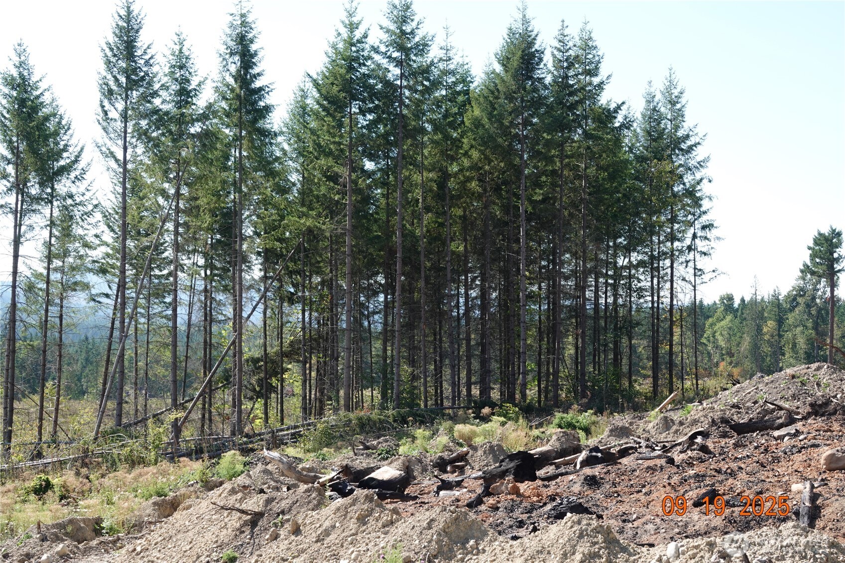 10119 Eatonville Highway East Eatonville, WA 98328 - Photo 3 of 25 a backyard of a house with lots of green space